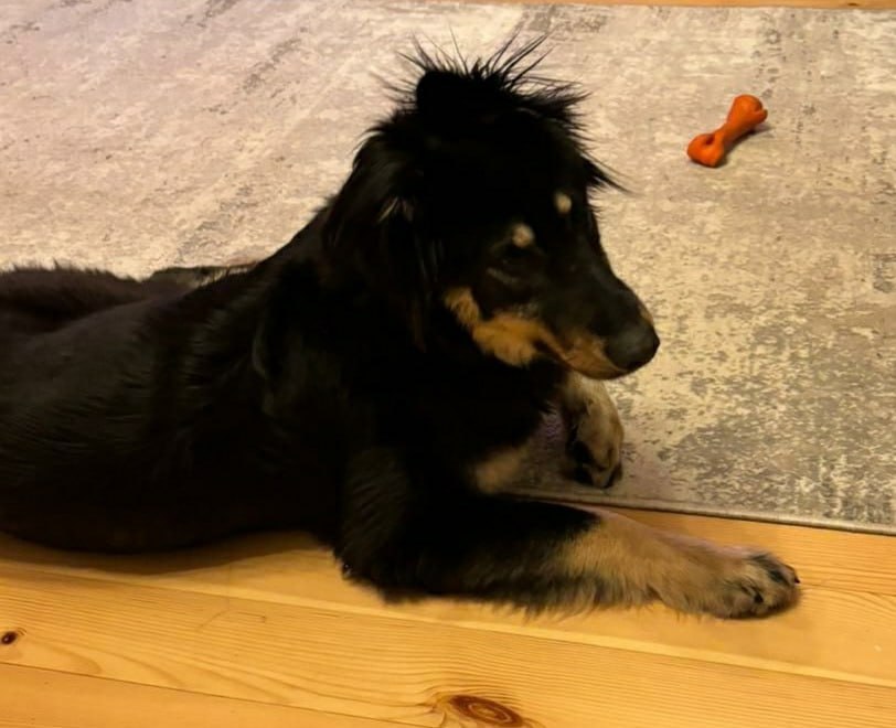 Рубрика "Привет из дома". Привет из дома передают Жорик и Моня Рубрика "Привет из дома". Привет из дома передают Жорик и Моня