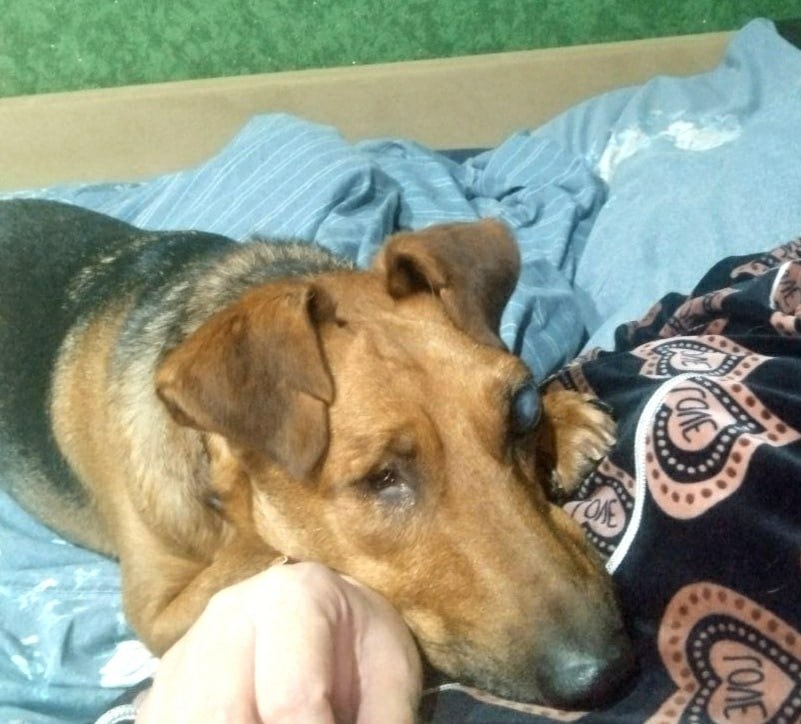 Рубрика "Привет из дома". Привет из дома передают Жорик и Моня