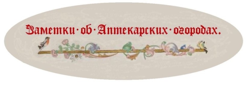 Летние напитки, которые удивят: квас и шампанское из ревеня