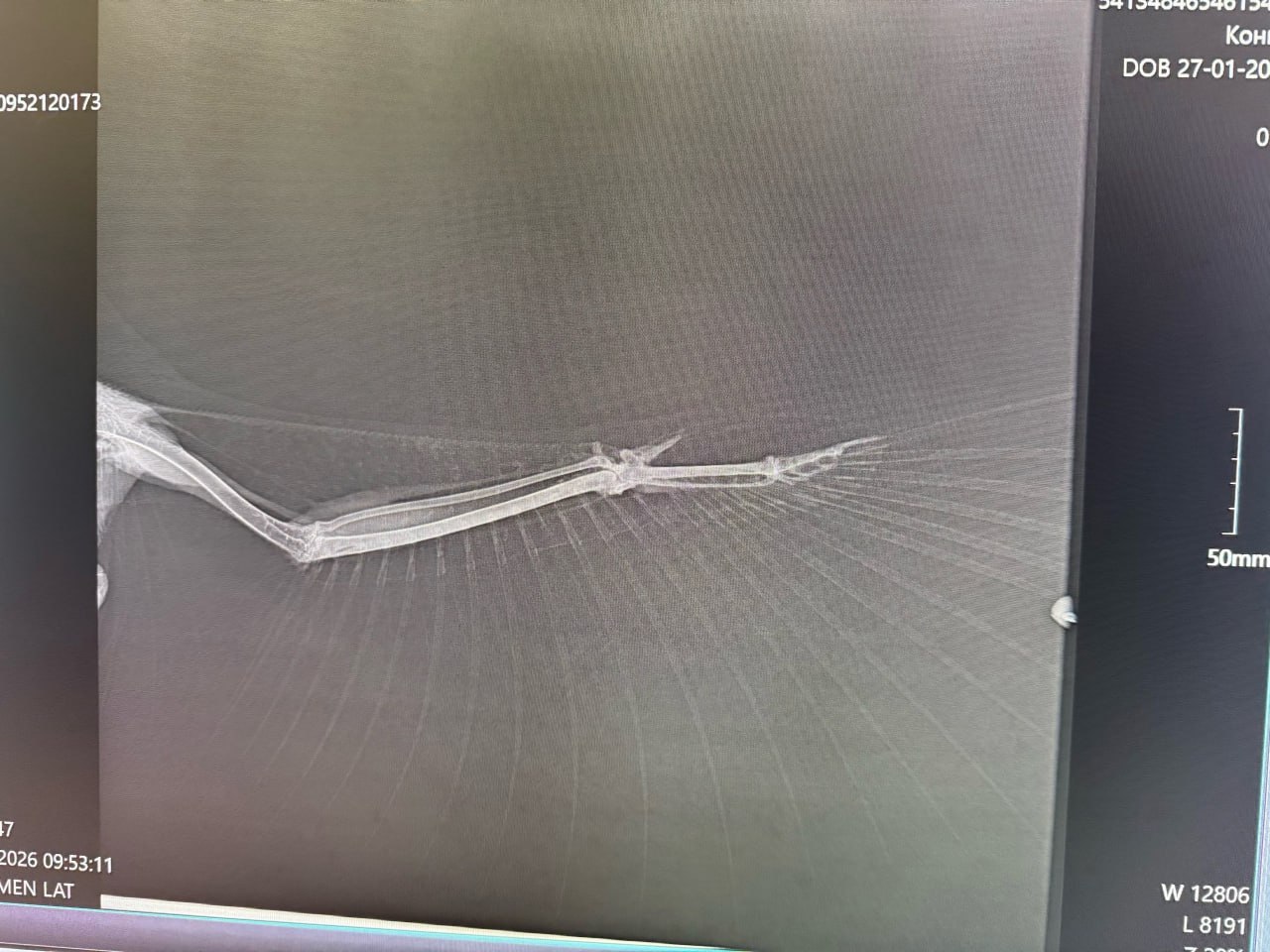 В Тамбовской области спасают мохноногого конюка с травмой крыла В Тамбовской области спасают мохноногого конюка с травмой крыла