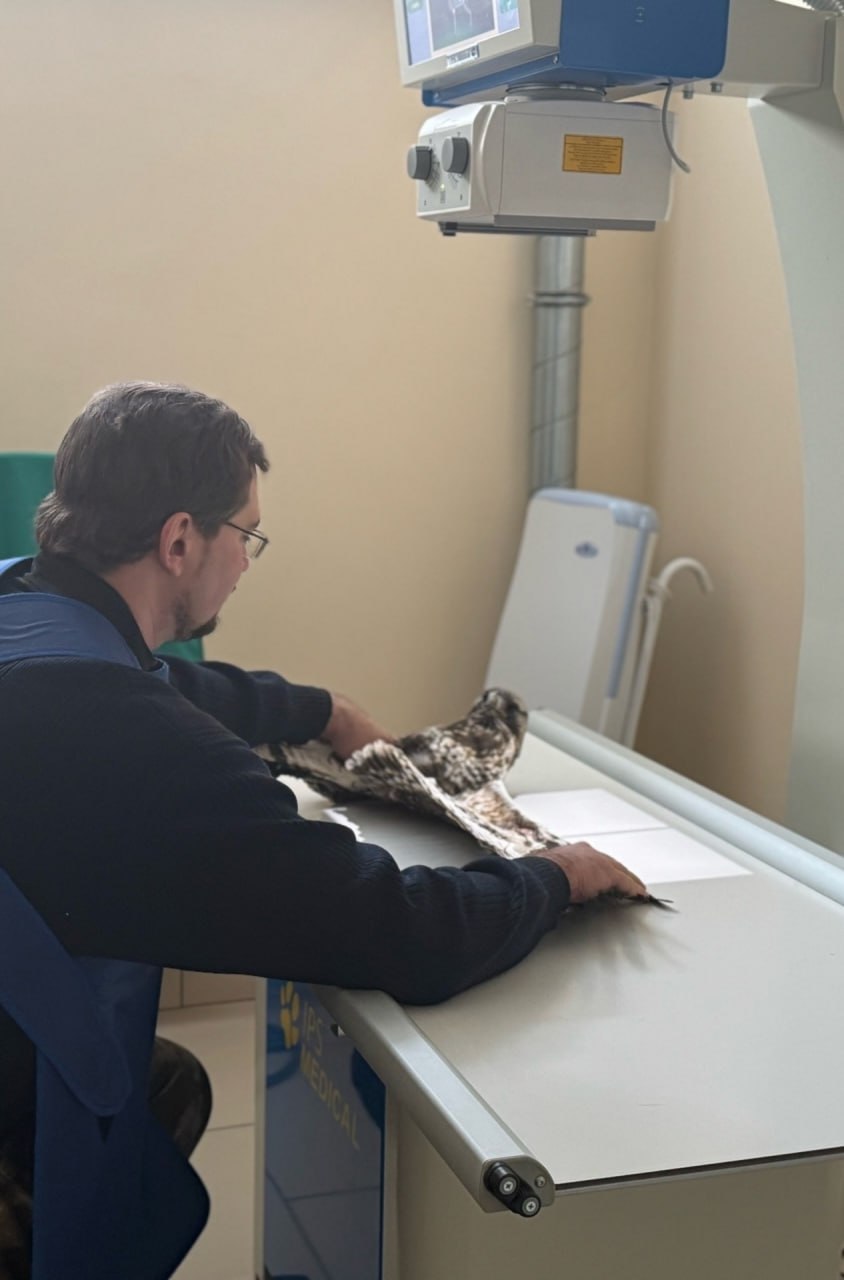 В Тамбовской области спасают мохноногого конюка с травмой крыла В Тамбовской области спасают мохноногого конюка с травмой крыла