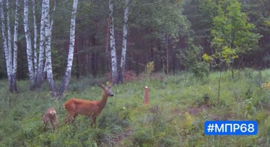 В Тамбовской области за год в дикую природу вернули 43 животных