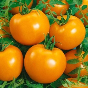 ����� ������� �������: ��������� ������ �� ������������� ������ ����