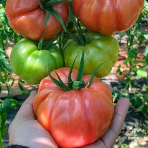 ��������� ������, ������� �������� �������� ������� � ���������� � ��������