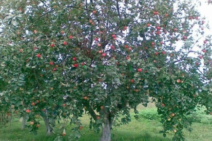 �������� ���������: ��������� ���������� ����� ���������� ������ � � ���� � ����