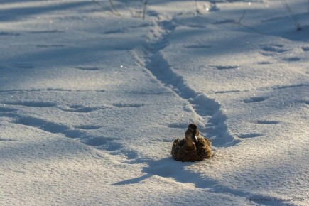 ������ �� ����� ���� ����� ���� ����