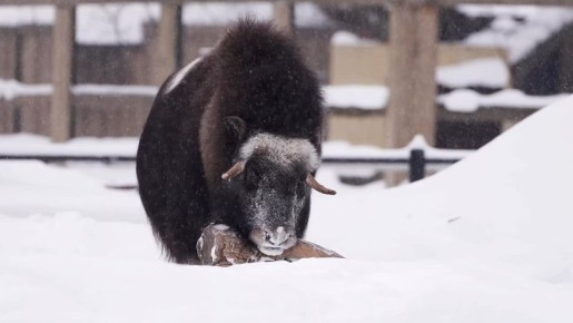 ��������� �� ��������� ��� ���������� � � ������ ����������� ������? � ������, ���� ������ ��-���������� ���������? ���������