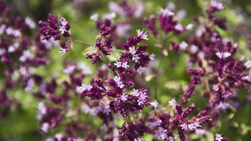 ������: ��������, ������� ���������� ��� ��� � ��������