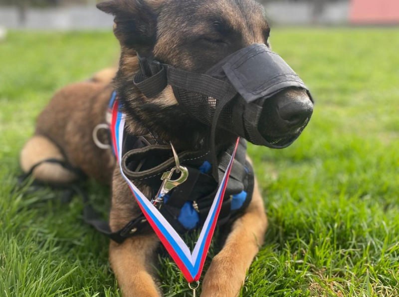 «Братья наши»: как отважная овчарка Марта обезвредила злоумышленника и получила шанс на премию «Братья наши»: как отважная овчарка Марта обезвредила злоумышленника и получила шанс на премию