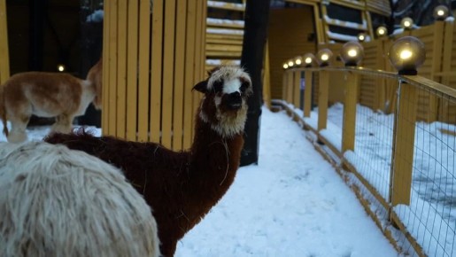 �������������� ������� �� "����������� ��������" ����� ����� ��������