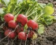 Как вырастить второй урожай редиса в августе: секреты успешного посева