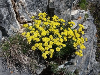 Как алиссум оживит заброшенные уголки вашего сада