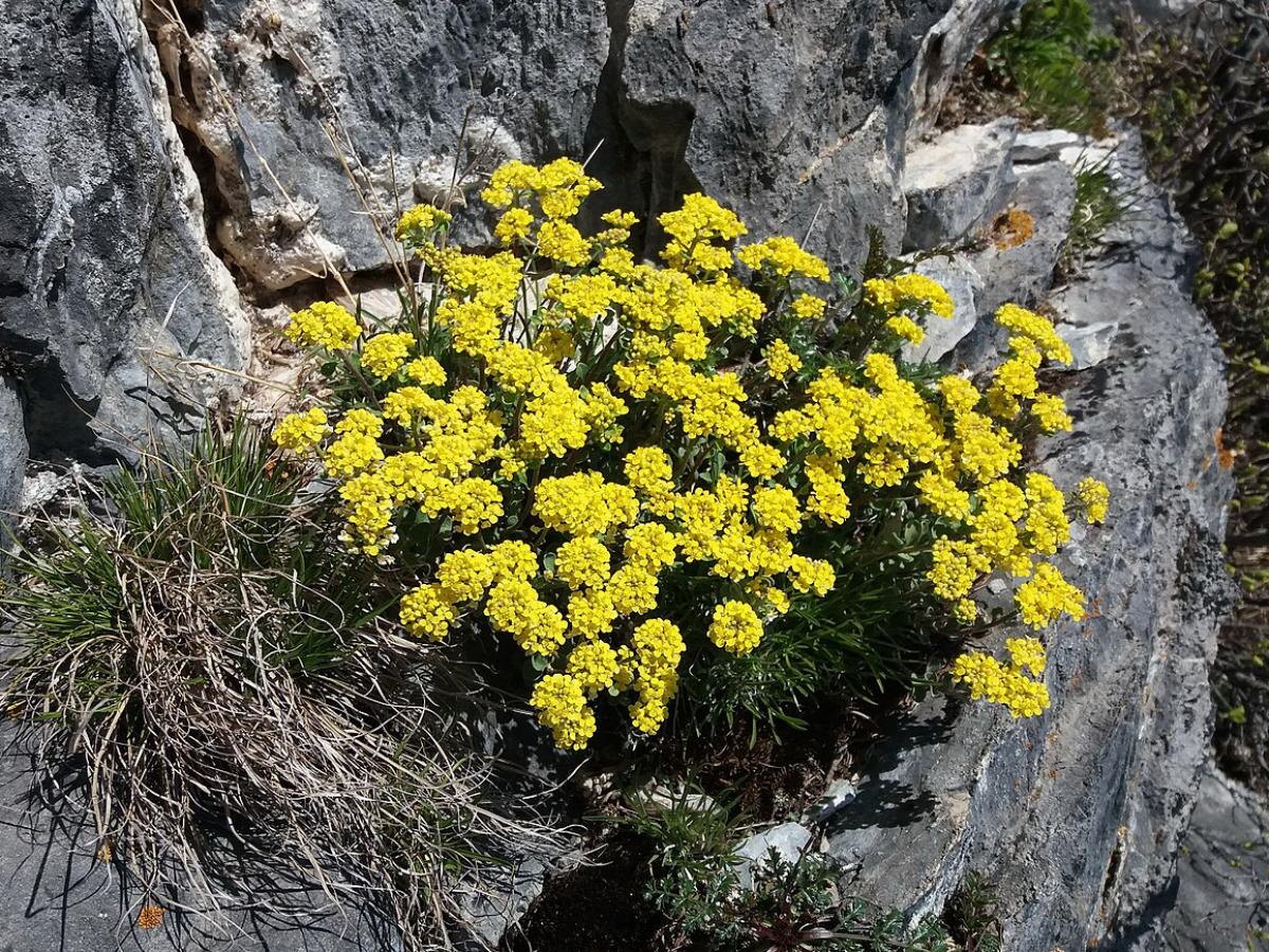 Как алиссум оживит заброшенные уголки вашего сада
