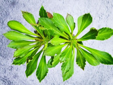 ������� �����������: 5 ��������� ��������, ������� ����� �����������