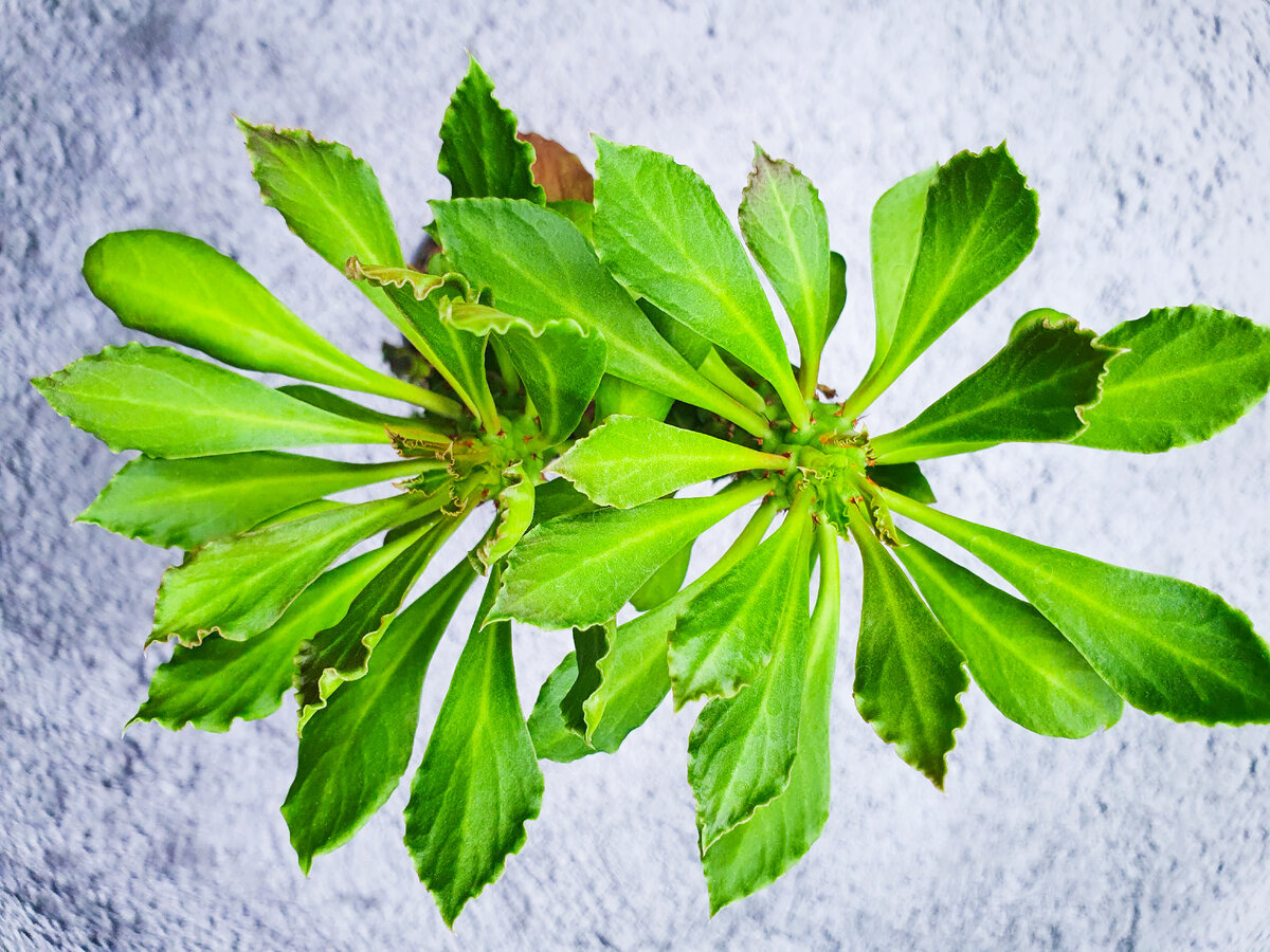 Секреты воскрешения: 5 комнатных растений, которые легко укореняются