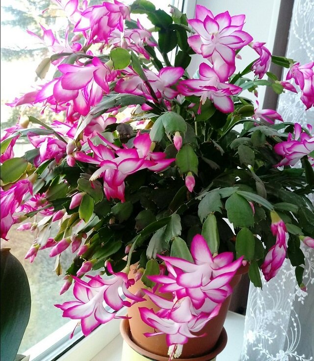 Как правильно ухаживать за декабристом: секреты полива и ухода