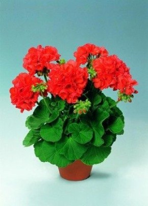 Разгадываем секреты: пеларгония и герань на вашем подоконнике