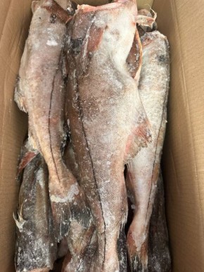 �����: ������ ���� �� ����� �����