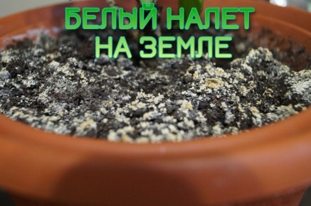 Как справиться с белым налетом на земле комнатных растений?
