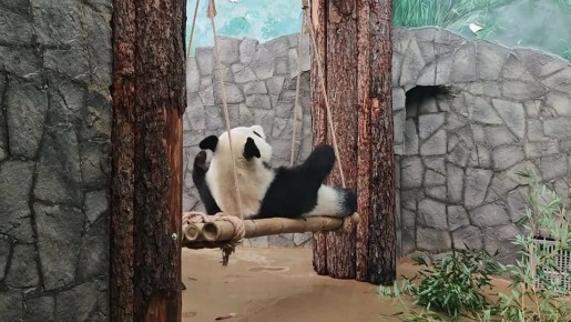 � ������ ����� ���������. ���������� �������