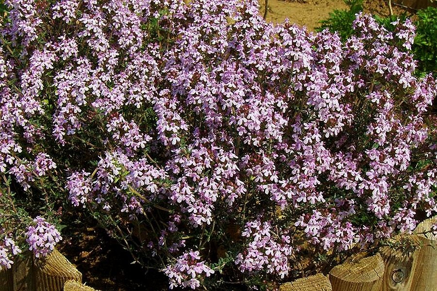 Чабрец на даче: как вырастить ароматный помощник без лишних хлопот