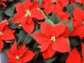 Секреты зимнего ухода за пуансеттией: как сохранить её цветение до весны?