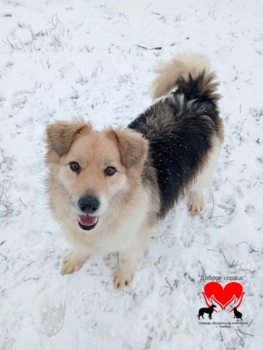 Пост добра: собака по кличке Егорка ищет дом