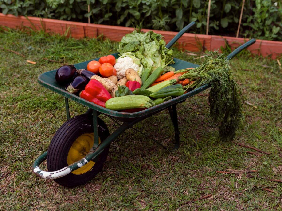 Секреты успешного огородничества: простая схема для каждого