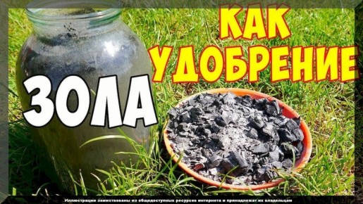 Мифы о золe: что нужно знать для подкармливания растений