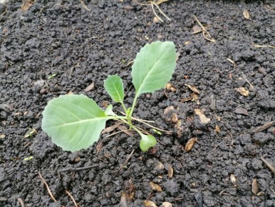 Как защитить капусту от вредителей: простые советы для дачников