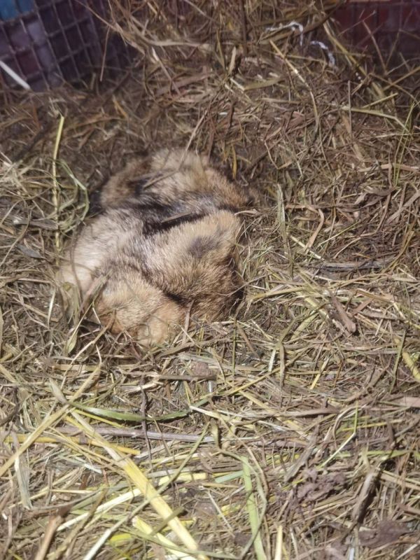 ����� �������������: ����� ������� �� ������������� ������� ���������� ���������� ����� � ��������� 6 ������