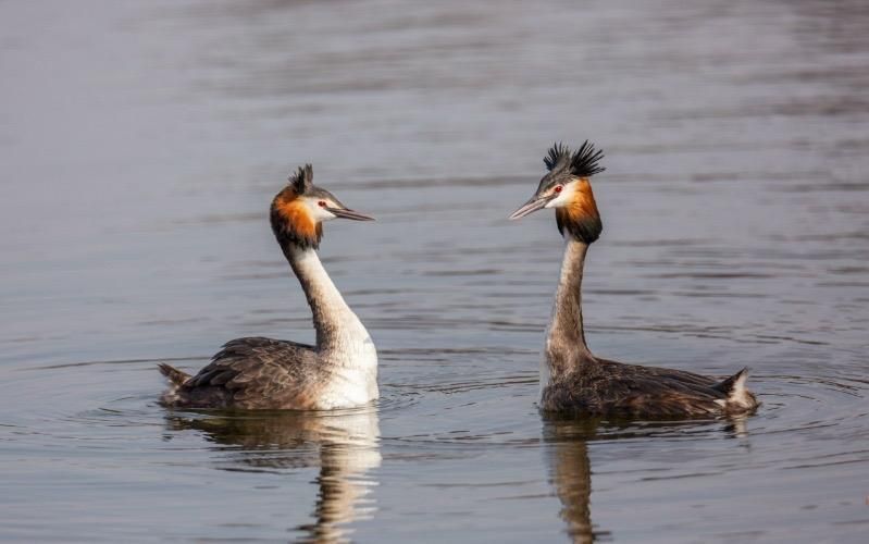 ����� ����� �� ������������ ����������� ����� �������� �������� 2026 ����