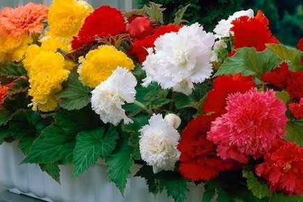 ��� ��������� ��������� �������: ������� ����� � �����������