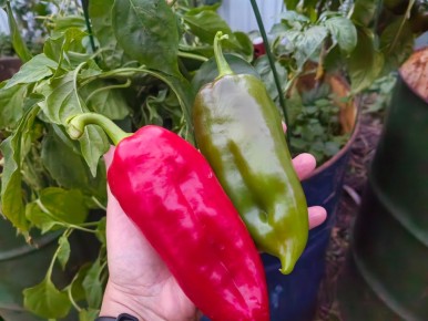 ��� ��������� ����� ������� ���: ������� ������