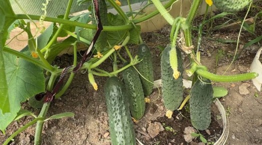 Как одна ложка пепла может спасти огурцы от желтения и потери завязей