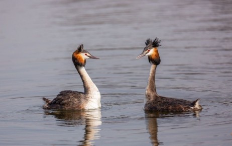 ����� �� ������������ ����������� ����� �������� �������� 2026 ����