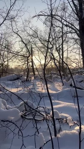 Утренний лес на берегу Вороны