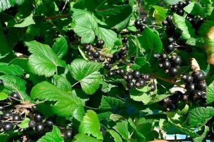 Смородина Обыкновенное чудо: секреты успешного выращивания для каждого садовода