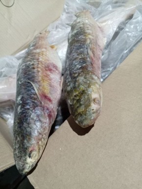 ������: ���������� ���� � ����������� �������� ������� ����