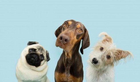 ������ ������ ��������� ������: ������������ ������� �� �������