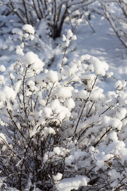 �������� ����������� ������