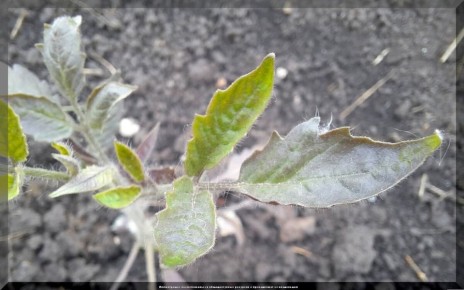 ��� ������ ������� ��� ������: ������ �� �������� �������