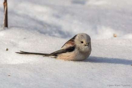 ��������� (������������� ������) � ���������� ������