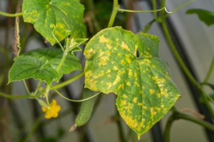 ��������� ����? ����������� ����������� ������� � ������� �������� ��������� � ����