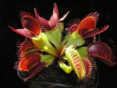 �������������� ������ ������ ������ �������� � ������ �� �������������