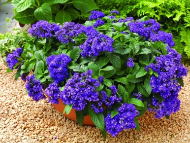 ��� ������ �������� �����������: ���������, �������� � ����� ��� ��������� ����