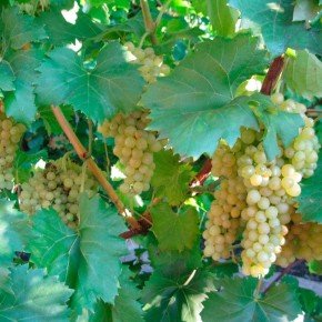 ��� ���������� ����� ���������: �������� ���������� �������� ��� ����