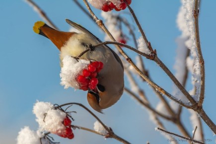 �������, ������ �� ���������