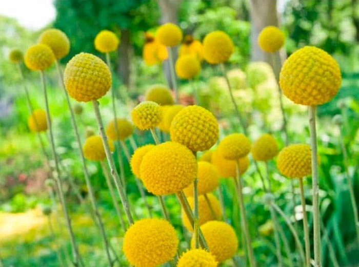 Краспедия: все секреты ухода и размножения этого яркого растения