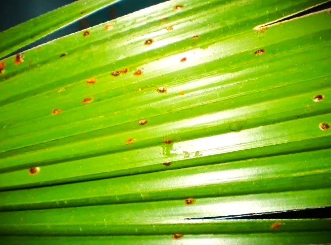 Как справиться с щитовкой: эффективные методы борьбы и профилактики